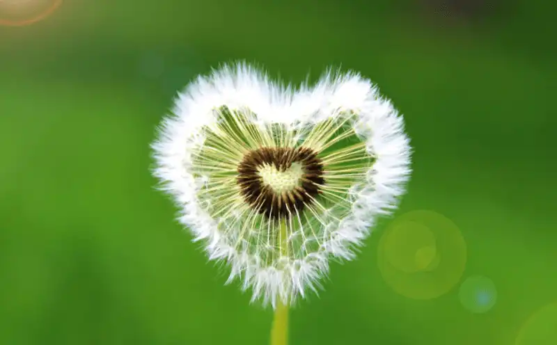 Pusteblume.webp