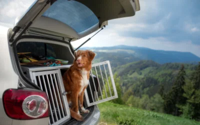 urlaub-mit-hund_shutterstock-dezy.webp