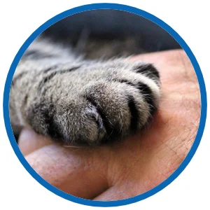 katzen-an-silvester-angst-erkennen-tipps.webp