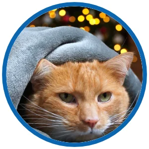 katzen-an-silvester-angst-erkennen.webp