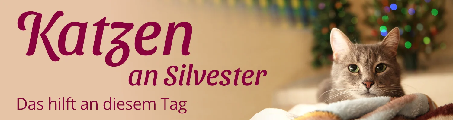 katzen-an-silvester-banner.webp