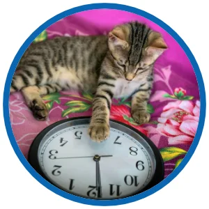 katzen-an-silvester-entspannt.webp