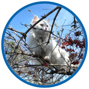 katzen-an-silvester-schief-gelaufen.webp