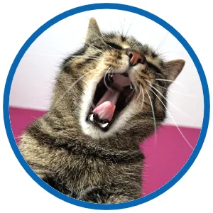 katzen-an-silvester-waskann-passieren.webp