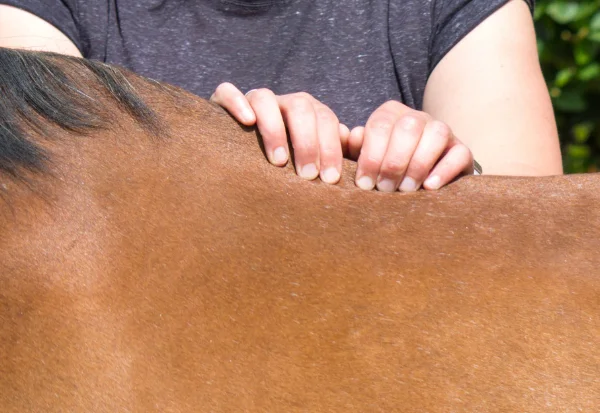 Pferd wird massiert