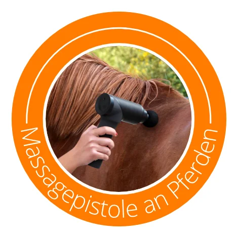 Icon-Bild Massagepistole wird beim Pferd angewendet, Text: Massagepistole an Pferden