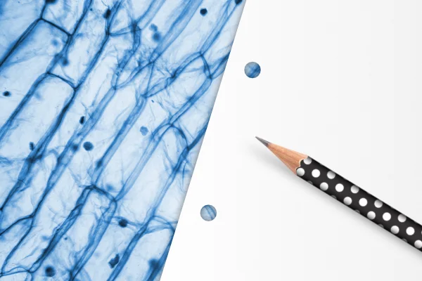Zellen Nahaufnahme | Blatt Papier und Bleistift
