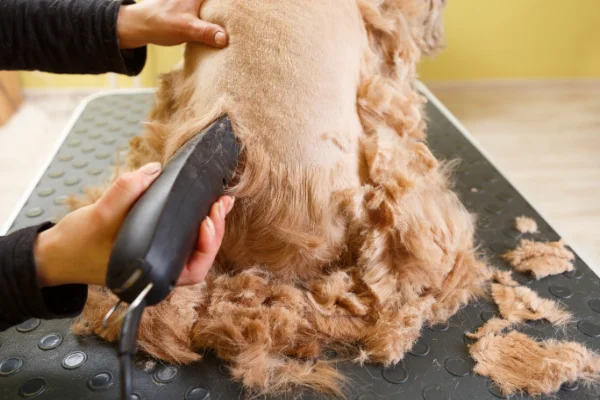 Schermaschinen-Pflege_Hund_BildvonhurricanehankShutterstock.webp