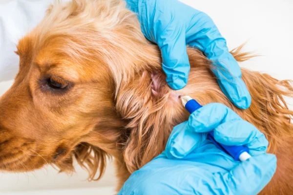 Benutzung einer Zeckenzunge beim Hund, Hände in Handschuhen