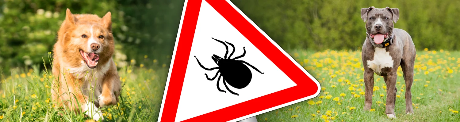 Banner mit Hunden auf Wiesen und Warnschild mit Zecke