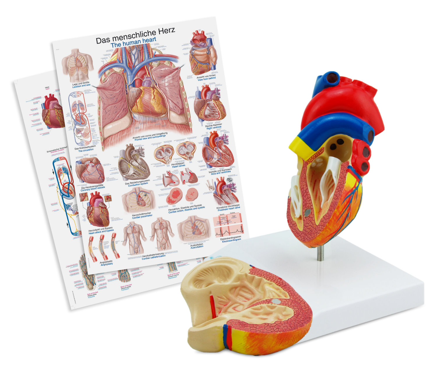 Anatomische Modelle und Lernposter zum Medizin lernen