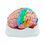 Gehirn-Modell lebensgroß, 5-teilig