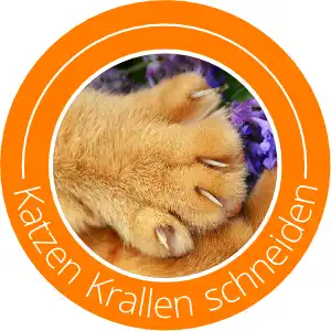 https://www.medplus24.de/ratgeber/wp-content/uploads/2022/09/Katzen-Krallen-schneiden-orange.webp